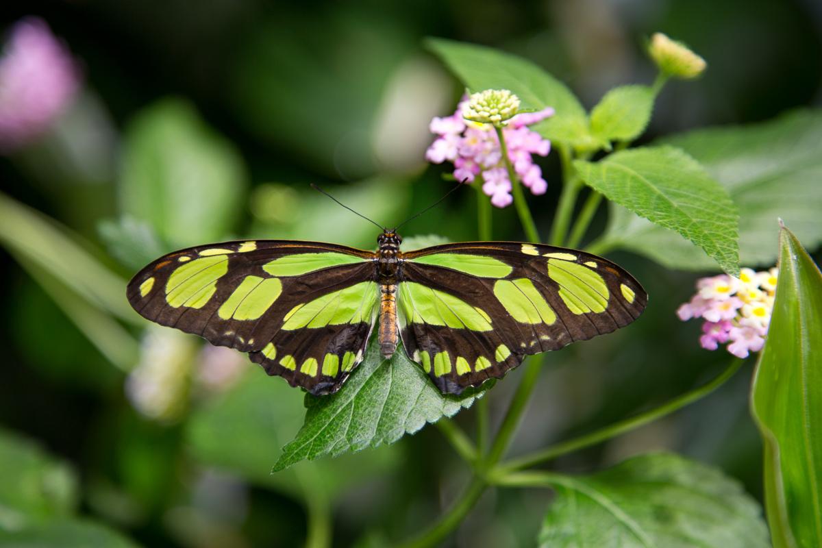 Bamboo page butterfly (<em>Philaethria dido</em>)